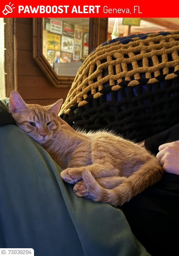 Lost Male Cat last seen Near mullet lake park rd Geneva Fl, 32732, Geneva, FL 32732