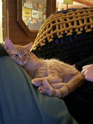 Lost Male Cat last seen Near mullet lake park rd Geneva Fl, 32732, Geneva, FL 32732
