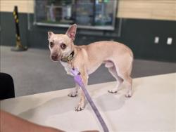 Shelter Stray Male Dog last seen , 3201 Lacy St, Los Angeles, CA 90031, USA