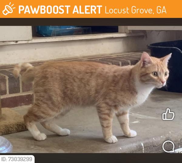 Found/Stray Unknown Cat last seen First national bank, Locust Grove, GA 30248