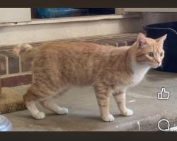 Found/Stray Unknown Cat last seen First national bank, Locust Grove, GA 30248