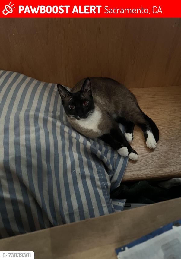 Lost Male Cat last seen Seames Avenue and Karbet Way, Sacramento, CA 95822