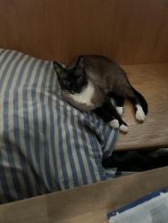 Lost Male Cat last seen Seames Avenue and Karbet Way, Sacramento, CA 95822