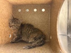 Shelter Stray Female Cat last seen Near BLOCK S ROYAL WULFF LN, 4522 W 3500 S, West Valley City, UT 84120, USA