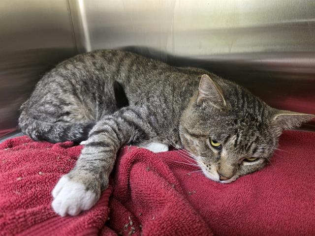 Shelter Stray Male Cat last seen Near BLOCK E COLFAX AVE, DENVER CO 80206, 1241 W Bayaud Ave, Denver, CO 80223, USA