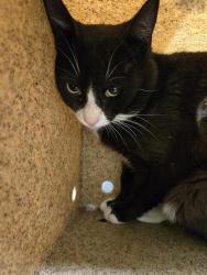 Shelter Stray Male Cat last seen Near BLOCK S 107TH ST, SEATTLE WA 98168, 21615 64th Ave S, Kent, WA 98032, USA