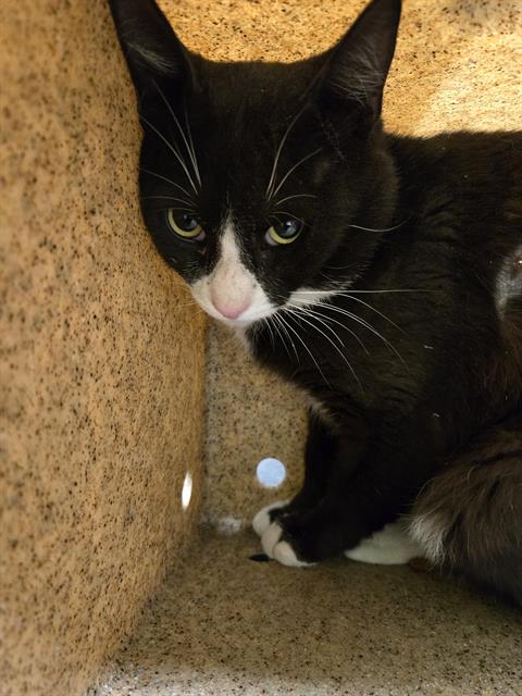 Shelter Stray Male Cat last seen Near BLOCK S 107TH ST, SEATTLE WA 98168, 21615 64th Ave S, Kent, WA 98032, USA