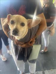 Shelter Stray Female Dog last seen , 1850 W 60th St, Los Angeles, CA 90047, USA