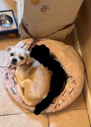 Found/Stray Male Dog last seen Texas ave, Bryan, TX 77803