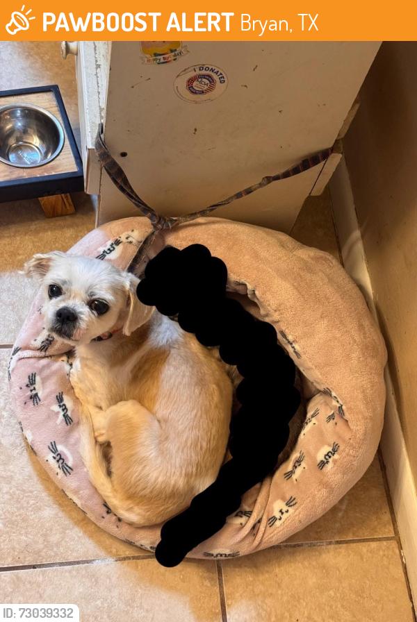 Found/Stray Male Dog last seen Texas ave, Bryan, TX 77803