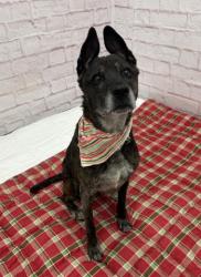 Shelter Stray Female Dog last seen Near BLOCK 25TH ST, DETROIT, MI 48216, 7401 Chrysler Dr, Detroit, MI 48211, USA