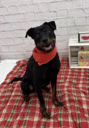 Shelter Stray Female Dog last seen Near BLOCK SORRENTO ST, DETROIT, MI 48227, 7401 Chrysler Dr, Detroit, MI 48211, USA