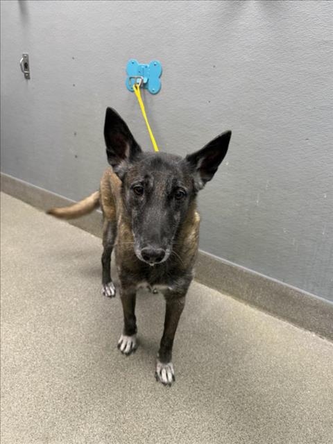 Shelter Stray Female Dog last seen Near BLOCK OF 17TH ST, 655 N Mojave Rd, Las Vegas, NV 89101, USA