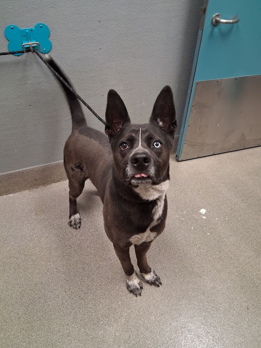 Shelter Stray Male Dog last seen Near BLOCK S MARYLAND PKWY, LAS VEGAS NV 89104, 655 N Mojave Rd, Las Vegas, NV 89101, USA