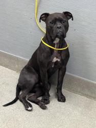 Shelter Stray Male Dog last seen Near BLOCK W CHEYENNE AVE, NORTH LAS VEGAS NV 89030, 655 N Mojave Rd, Las Vegas, NV 89101, USA