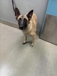 Shelter Stray Female Dog last seen Near BLOCK N 17TH ST, LAS VEGAS NV 89101, 655 N Mojave Rd, Las Vegas, NV 89101, USA