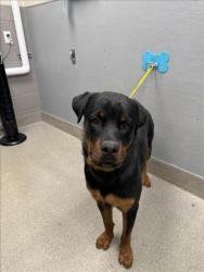 Shelter Stray Male Dog last seen Near BLOCK W WASHBURN RD, NORTH LAS VEGAS NV 89031, 655 N Mojave Rd, Las Vegas, NV 89101, USA