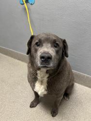 Shelter Stray Male Dog last seen Near BLOCK SCOTT RUSSELL CT, NORTH LAS VEGAS NV 89031, 655 N Mojave Rd, Las Vegas, NV 89101, USA