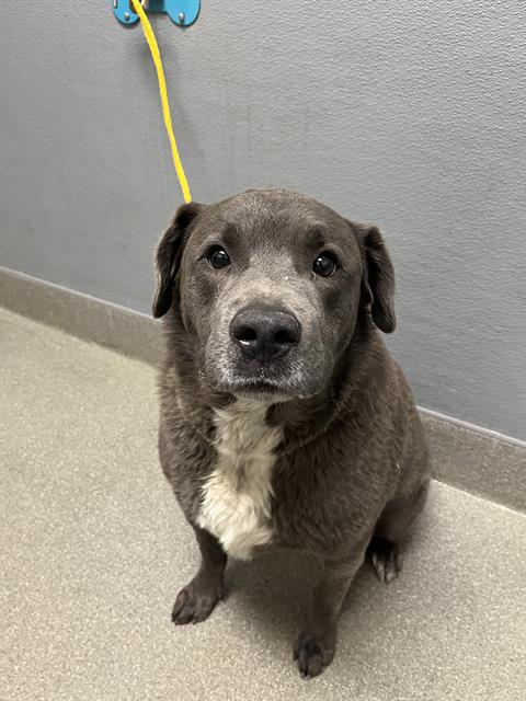 Shelter Stray Male Dog last seen Near BLOCK SCOTT RUSSELL CT, NORTH LAS VEGAS NV 89031, 655 N Mojave Rd, Las Vegas, NV 89101, USA