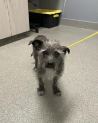 Shelter Stray Male Dog last seen Near BLOCK OF LEWIS AVE, 655 N Mojave Rd, Las Vegas, NV 89101, USA