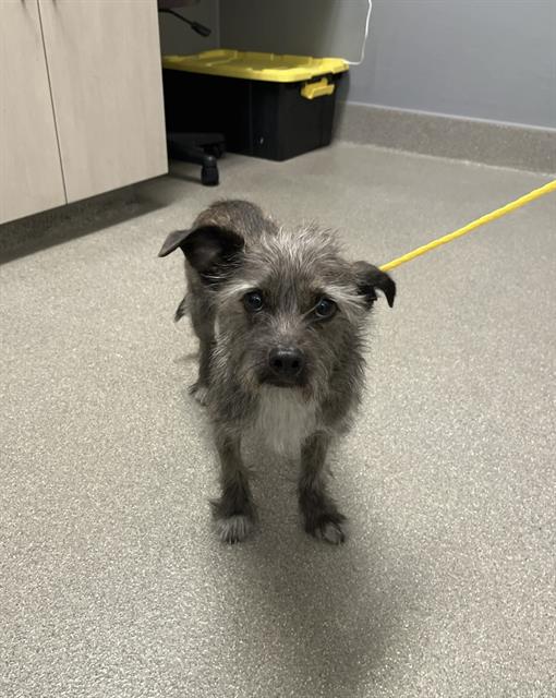 Shelter Stray Male Dog last seen Near BLOCK OF LEWIS AVE, 655 N Mojave Rd, Las Vegas, NV 89101, USA