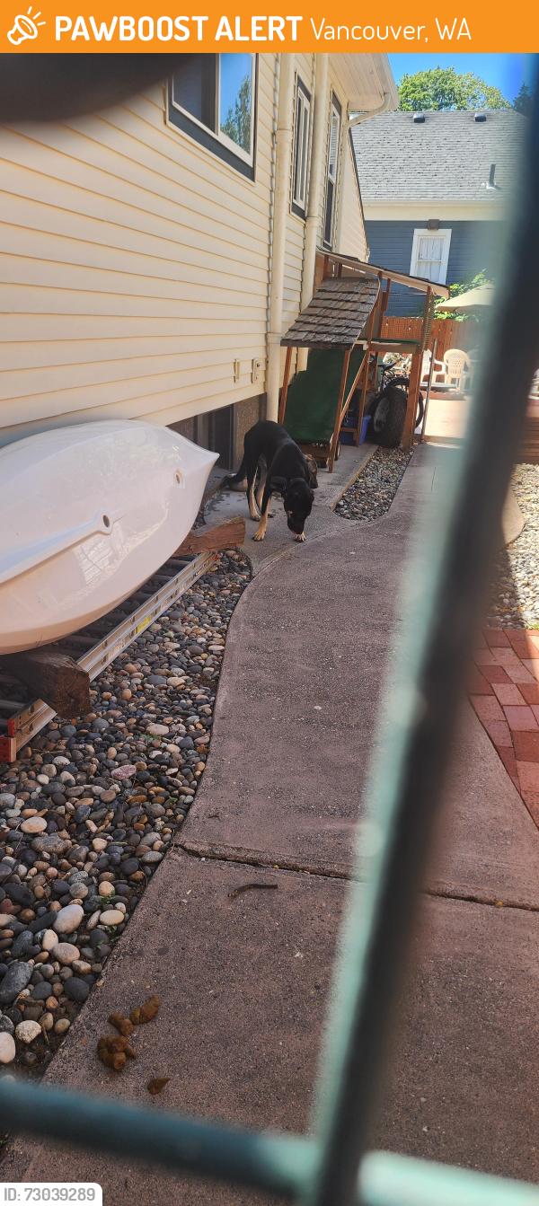 Found/Stray Male Dog last seen Kauffman Ave, Vancouver, WA 98660