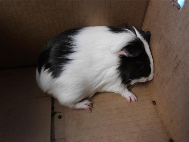 Shelter Stray Female Other last seen , 11361 W Pico Blvd, Los Angeles, CA 90064, USA