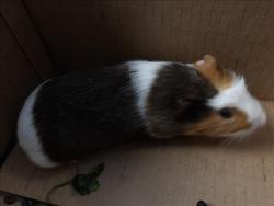 Shelter Stray Female Other last seen , 11361 W Pico Blvd, Los Angeles, CA 90064, USA