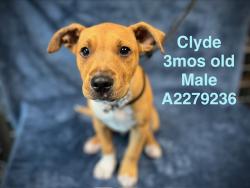 Shelter Stray Male Dog last seen , West Valley Animal Shelter, 20655 Plummer St, Chatsworth, CA 91311, USA