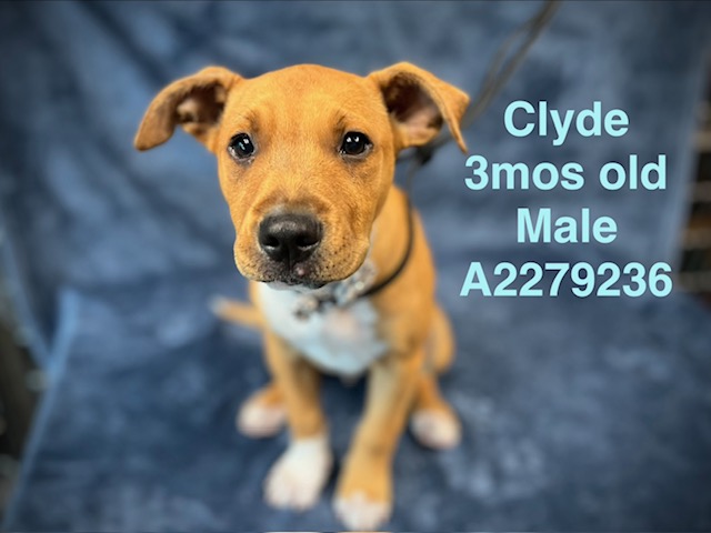 Shelter Stray Male Dog last seen , West Valley Animal Shelter, 20655 Plummer St, Chatsworth, CA 91311, USA