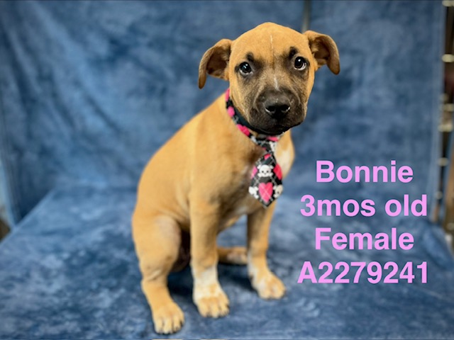 Shelter Stray Female Dog last seen , West Valley Animal Shelter, 20655 Plummer St, Chatsworth, CA 91311, USA