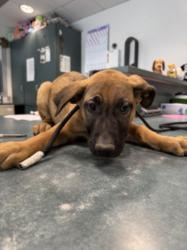 Shelter Stray Male Dog last seen , West Valley Animal Shelter, 20655 Plummer St, Chatsworth, CA 91311, USA