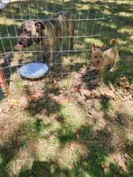 Found/Stray Male Dog last seen Sunrise hills drive, Fair Oaks, CA 95628