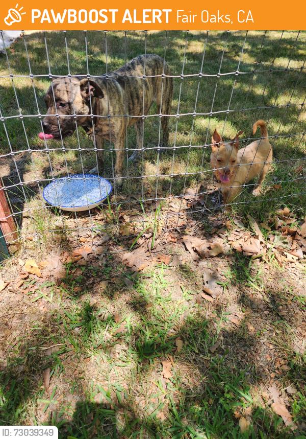 Found/Stray Male Dog last seen Sunrise hills drive, Fair Oaks, CA 95628