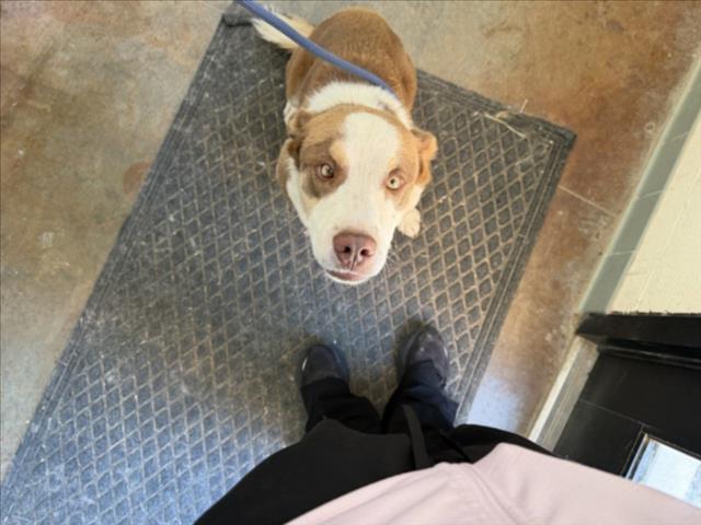 Shelter Stray Male Dog last seen Near BLOCK HAMMOND CIR SANTA FE NM 87507, 100 Caja Del Rio Rd, Santa Fe, NM 87507, USA