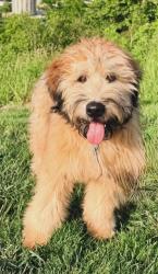 Reunited Male Dog last seen Gibson road near st rt 48, Loveland, OH 45140