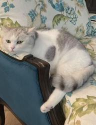 Lost Male Cat last seen Near Cairncroft Rd, Oakville, ON L6J 4M5