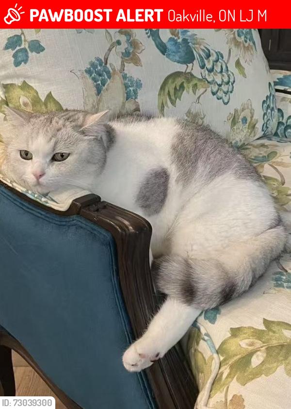 Lost Male Cat last seen Near Cairncroft Rd, Oakville, ON L6J 4M5