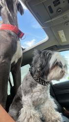 Lost Male Dog last seen Near hope ave , Lubbock, TX 79424