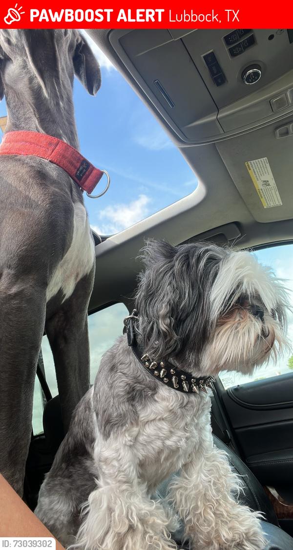 Lost Male Dog last seen Near hope ave , Lubbock, TX 79424