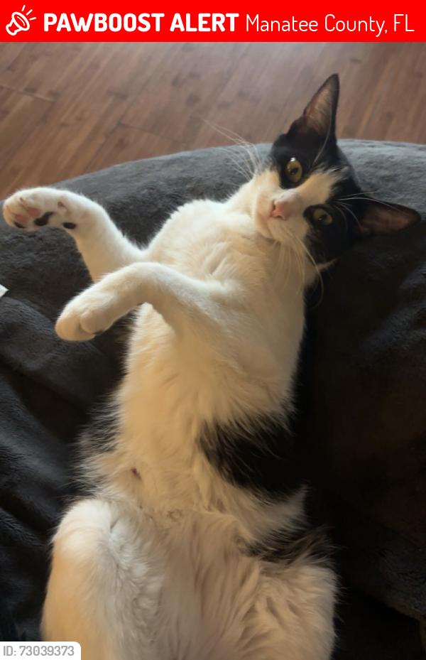 Lost Female Cat last seen 77th terr e, Manatee County, FL 34243