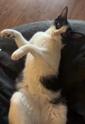 Lost Female Cat last seen 77th terr e, Manatee County, FL 34243