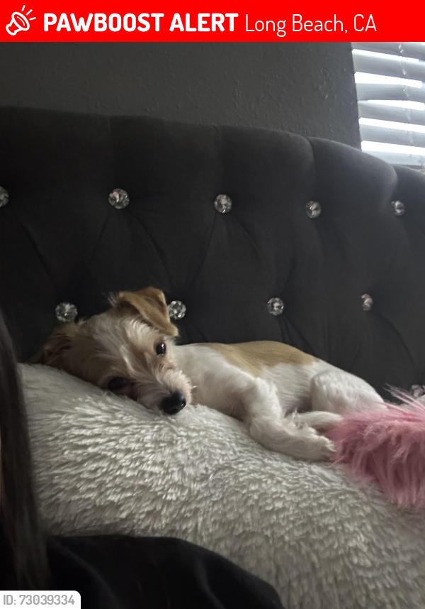 Lost Female Dog last seen Near Atlantic Ave Long Beach, CA  90805 United States, Long Beach, CA 90805