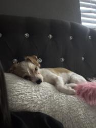 Lost Female Dog last seen Near Atlantic Ave Long Beach, CA  90805 United States, Long Beach, CA 90805