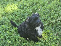 Lost Male Dog last seen Bowie maryland, Bowie, MD 20720