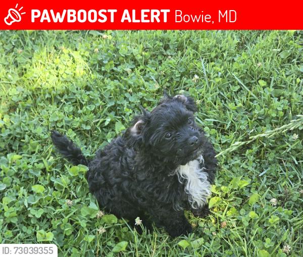 Lost Male Dog last seen Bowie maryland, Bowie, MD 20720