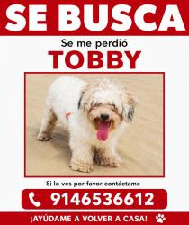 Lost Male Dog last seen Orchard beach , The Bronx, NY 10464