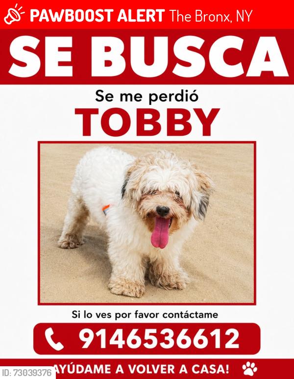 Lost Male Dog last seen Orchard beach , The Bronx, NY 10464