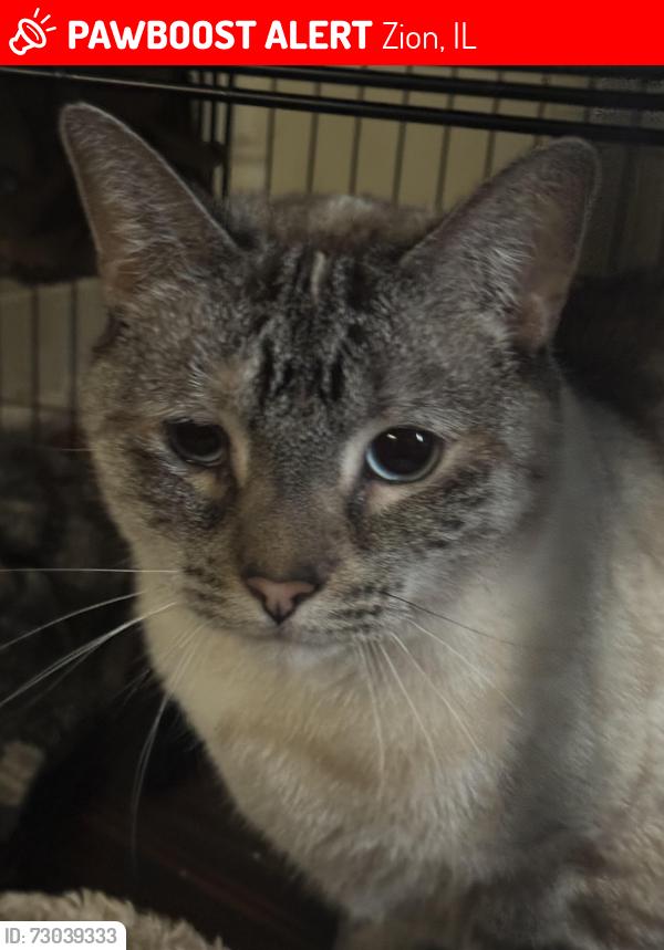 Lost Female Cat last seen Has returned more than once but gets scared when approached, Zion, IL 60099