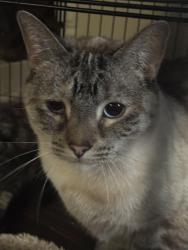 Lost Female Cat last seen Has returned more than once but gets scared when approached, Zion, IL 60099